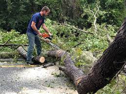 Best Tree Removal  in Lordsburg, NM