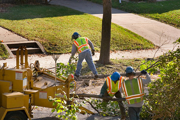 Best Pest Control for Lawns  in Lordsburg, NM