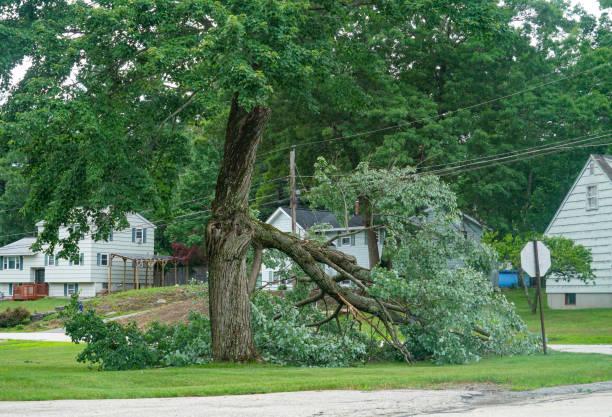 Why Choose Our Tree Removal Services in Lordsburg, NM?